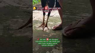 Download lagu Ciri2 ayam punya pukul jiling. mp3