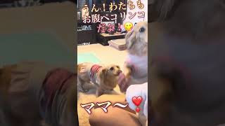#ミニチュアダックスフンド #いぬ #いぬのいる生活 #犬#犬のいる生活 #犬のいる暮らし #犬動画 #犬好きさんと繋がりたい #犬と猫 #犬との暮らし #ご飯#美味しい#嬉しい#dog#ペット