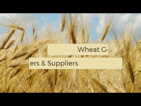 Wheat Germ Oil, 100%