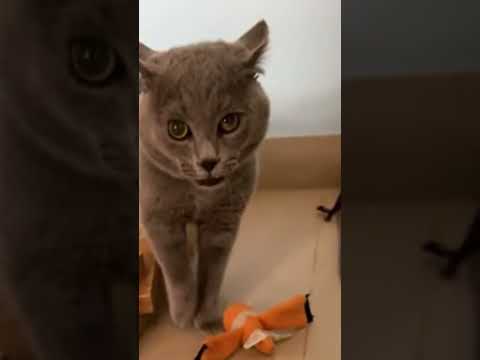 cat singing #cat #cute #cutecat #catlover #cutecats #great #fluffy #adorablecats #funny #funnycute