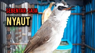 Download lagu trucukan gacor TARUNG ROPEL PANJANG pancingan trucukan agar bunyi jadikan burung trucuk gacor NYAUT mp3