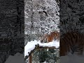 Snow Joke Our Tigers Are Loving The Weather ️ Snow Tigers Bigcats Wildlife Winter