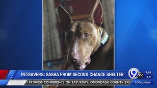 Petsavers: Sasha from Second Chance Shelter 4-5-20