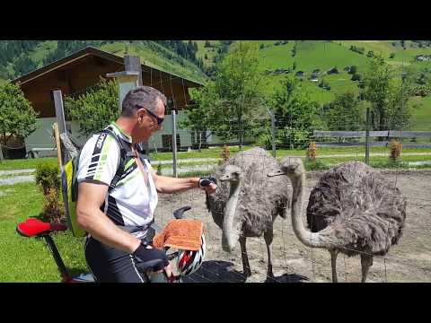 Großarler Strauß 01, 04 07 2017