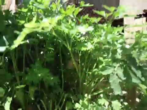 Aquaponia Aquários Sobrinho 18/9