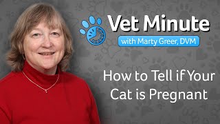 How to Tell if Your Cat is Pregnant