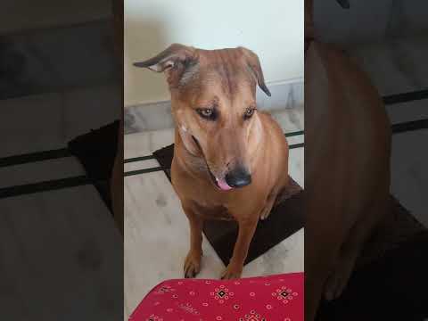 Pradipta's house #funny #comedy #pets #cute #Paria dog # Happy