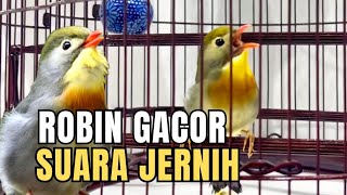 Download lagu Burung Robin Gacor Suara Nyaring Adem di telinga mp3 Download lagu Burung Robin Gacor Suara Nyaring Adem di telinga mp3