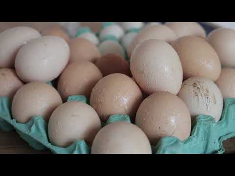 Can You Put an Egg in the Refrigerator to Hatch It? See How to Do It Correctly!!!