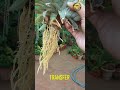 YOU WILL NEVER THROW AWAY PINE APPLE TOPS AFTER SEEING THIS | HOW TO GROW PINE APPLE FROM CROWN