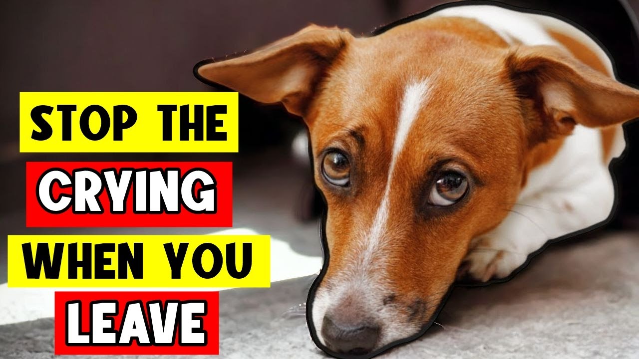 Worried About Your Dog Crying When You Leave? Expert Tips to Stop Separation Anxiety