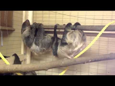 Reproduction  - Pygmy Three-Toed Sloth