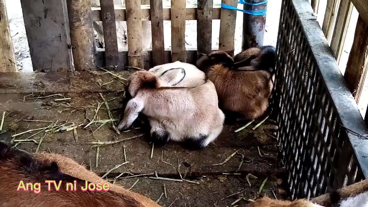 Mga hayop na madaling alagaan at mabilis padamihin at madaling pagkakitaan#namanok#bibi#kambing