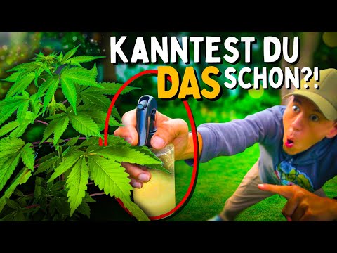 This stuff HELPS instantly! 😍 Fighting mildew and pests - white spots with neem oil?