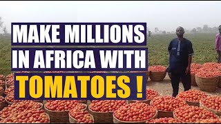 How To Start Up A Tomato Farm in Africa and how much money can you make?