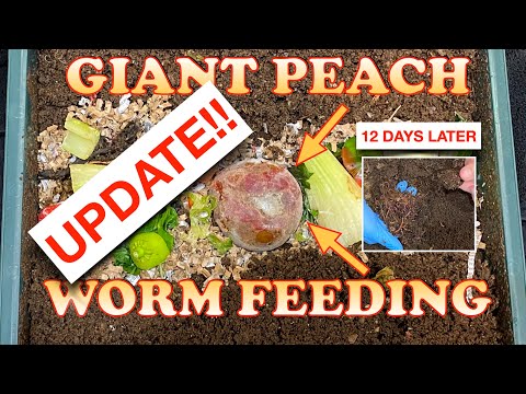 4000 Red Wigglers Vs Whole Peach Update!! + Hurricane update | Vermicompost Worm Farm