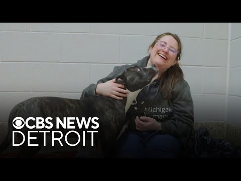 Furry Friday: Meet Pixie the dog and Topher the cat - YouTube