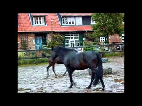 Don Olymbrio  Hengstfohlen Designer