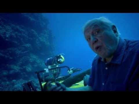 Naar de haaien | Great Barrier Reef with David Attenborough