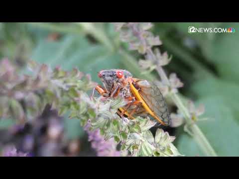 2nd YouTube video about are cicada killer wasp dangerous