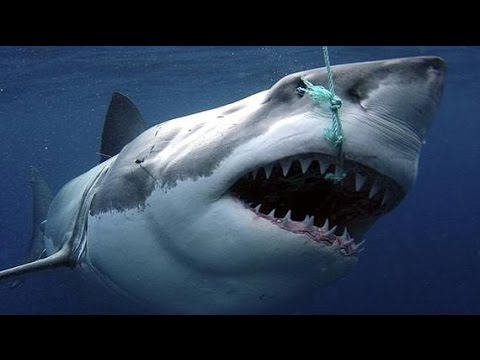 Sharks : Scavengers of the Seas