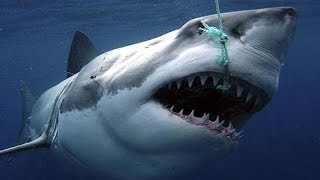 Sharks : Scavengers of the Seas