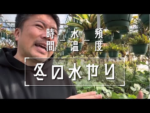 凍ったバナナの木、どうすればいいですか？切ったほうがいいでしょうか？植物を守り、冬を乗り切るためのヒント  庭園