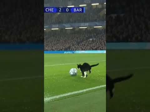 Stormy Match Shock: Cat Stops the Goal! ⚽🐱 | Дощовий матч: кіт зупинив гол!