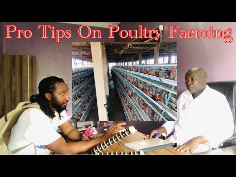 , title : 'Starting A Poultry Farm Business In Nigeria - Pro tips about Poultry farming in Nigeria'
