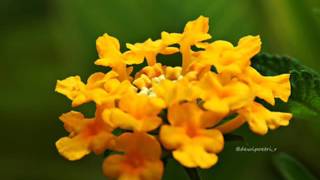 MOVING ON - BOB JAMES AND EARL KLUGH