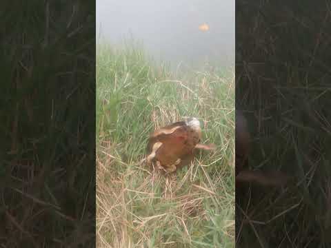 Tartaruguinha veio no anzol com lambari.  arcos Minas gerais