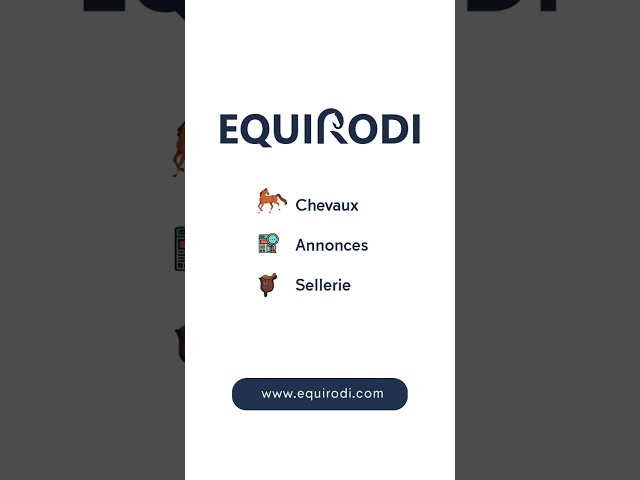 Jument Arabe de couleur Bai