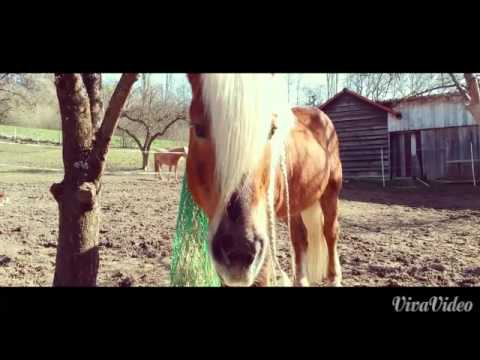 Gemütliches Haflinger -Leben