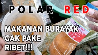 Download lagu POLAR RED!!! INI DIA MAKANAN YANG TEPAT GAK RIBET UNTUK BURAYAK UMUR 4 HARI mp3 Download lagu POLAR RED!!! INI DIA MAKANAN YANG TEPAT GAK RIBET UNTUK BURAYAK UMUR 4 HARI mp3