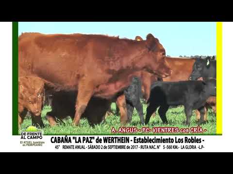 DE FRENTE AL CAMPO junto a CABAÑA "LA PAZ" de WERTHEIN -A.A.-PC- VAQ. CON CRÍA-NEGRAS/COLORADAS-