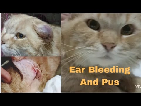 Rescue ~ Poor Cat, His Ears Are Swollen And Oozing Pus