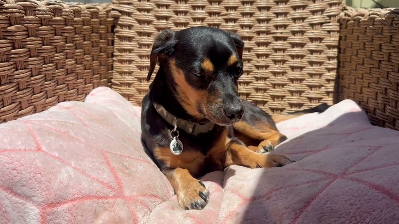 Danny, a ADOPTABLE Dachshund in Santa Monica, CA video 6/6