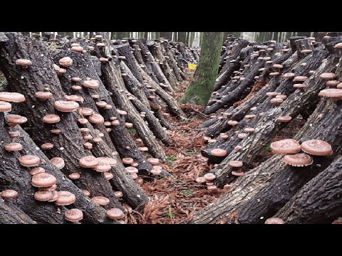 How Japanese Farming Millions of Shiitake Mushroom - Greenhouse Shiitake Mushroom Harvesting