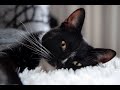 Hi And Welcome Tuxedo Cat Saying Hello To Everyone