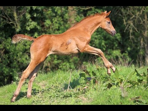 Dimaggio x Rubinstein *2014