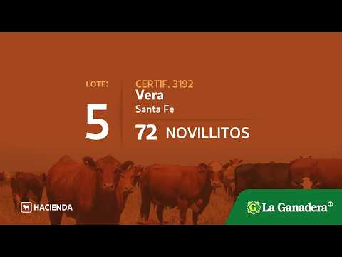 Lote Novillitos en Vera (Santa Fe)