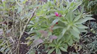 el jardín de flores