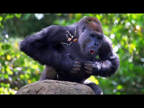 How Animals Communicate To Survive