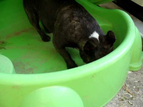 Miss CloClo râle :))) j'crois qu'elle veut encore se baigner !!!