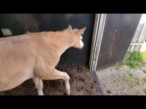 2021 Dunalino SW filly by Snipers Smoking Gun