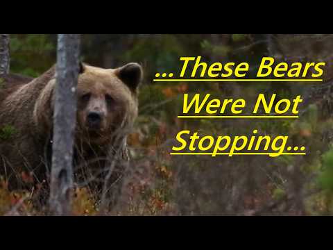 Scary Bear Attacks: 3 Survival Stories from 2025 Bear Confrontations