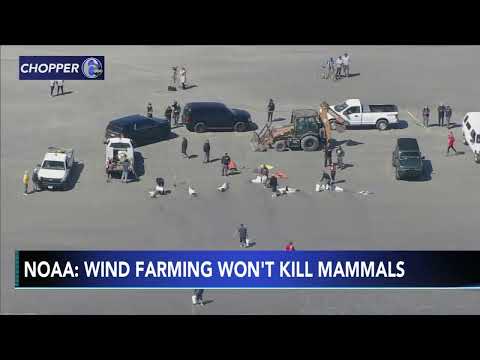 Officials: New Jersey wind farm may 'adversely affect,' not kill whales