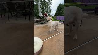 Video preview image #1 Labrador Retriever Puppy For Sale in Warrington, PA, USA