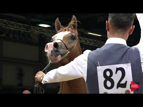 N 82 TM LANCELOT   Wels 2019   Stallions 7 to 10 years old Class 12