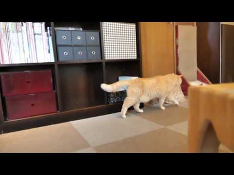 Hassaku the SelkirkRex